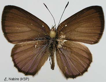 Philiris Innotata Papua Insects Foundation (Lepidoptera/Lycaenidae/Lycaeninae(Philiris ...